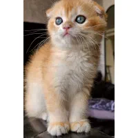 اسکاتیش گلد ny12