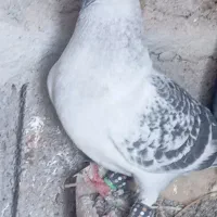 بدرنگ شامی ماده
