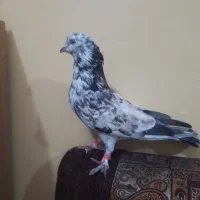 نرسوسکی