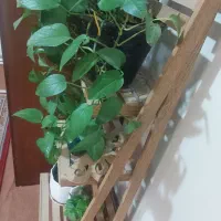 استند گل|گل و گیاه طبیعی|کرج, کوی کارمندان جنوبی|دیوار