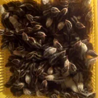 جوجه بلدرچین۲روزه|حیوانات مزرعه|زاهدان, |دیوار