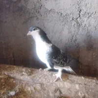 دمگیر دولا و دوبهر غلاق و فیروزه ای