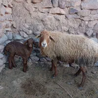 میش  بره دار