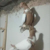 کبوتر افغانی دمسفید ذات عالی و کبوتر پرشی گرفتنی|پرنده|سبزوار, ابوریحان|دیوار