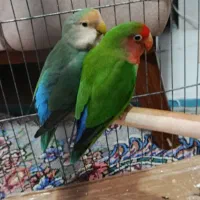 جفت طوطی برزیلی سرحال