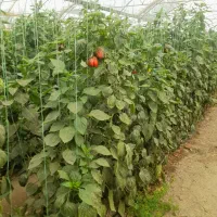 دنبال کار گلخانه هستم ایرانی ام