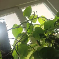 برگ انجیری/قلمه/مانسترا/پتوس/قاشقی|گل و گیاه طبیعی|تهران, هفده شهریور|دیوار