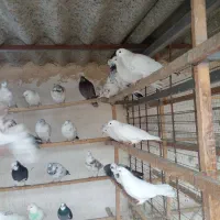 مایع کفتر خوب