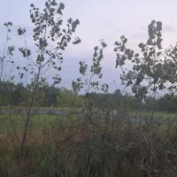 ۳۰۰ متر برای سرمایه گذاری