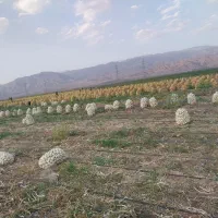 گروه پیازکن