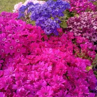 میلی 200 هدیه میده