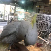 کاکادو امبرلا