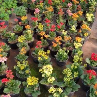 گل کالانکوا|گل و گیاه طبیعی|آستانه اشرفیه, |دیوار