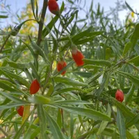 نهال|گل و گیاه طبیعی|باسمنج, |دیوار