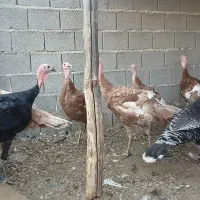 تخم بوقلمون موجود|حیوانات مزرعه|بندر گناوه, |دیوار