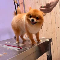 پامرانین پرتقالی ماده خرسی