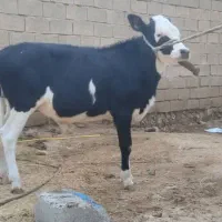 گاو محلی شادگان|حیوانات مزرعه|شادگان, |دیوار