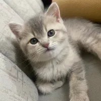 گربه|گربه|تبریز, |دیوار