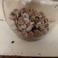 صدف ریز ودرشت.شن آکواریوم