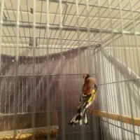 سره چهار گل|پرنده|ری, علایین|دیوار