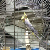 عروس هلندی مولد|پرنده|آبسرد, |دیوار