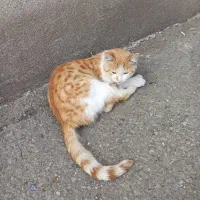 سرپرستی بچه گربه