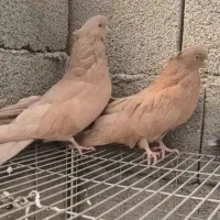 صاحب این اگهی