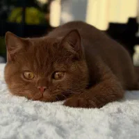 گربه چاکلت اصیل