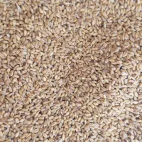 گندم بذری پیشگام