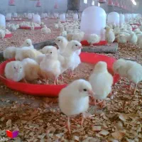 جوجع گوشتی کنسلی خورده حراج