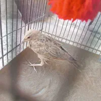 جوجه سهره خاکی