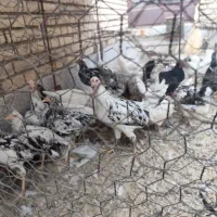 مرغ لری پنگونی|حیوانات مزرعه|پیر بکران, |دیوار