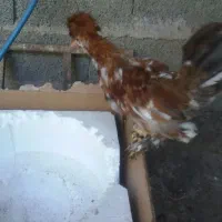 تعداد12 عدد جوجه سه ماهه