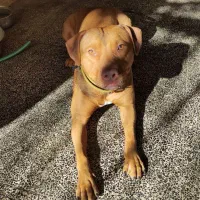 پیت بول دوسال نیم آرام و عاشق بازی