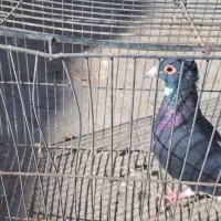 پلنگ سینه قهوه ای نروماده سینه قهوه ای وسینه سیاه|پرنده|کرمان, |دیوار