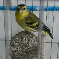 سهره گلبسر نر و ماده