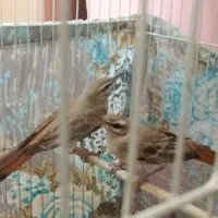 سهره قناری. دم چتری. نقابدار