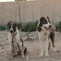 سگ افغان