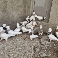 اگهی طوقی همدان