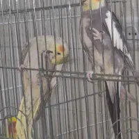 عروس هلندی های ماده|پرنده|قم, شاه سید علی|دیوار