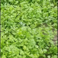 فروش گشنیز تازه چین