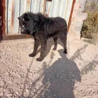 سگ نگهبان|سگ|برخوار, |دیوار