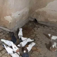 کبوتر|پرنده|الوند, |دیوار