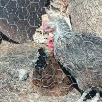 مرغ|حیوانات مزرعه|الشتر, |دیوار