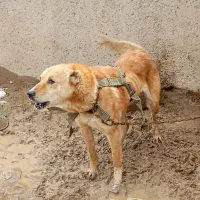 سگ سرابی|سگ|سردرود, |دیوار