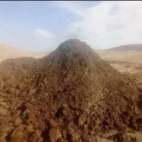 کود گوسفندی