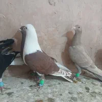 کفتر پرشی|پرنده|سبزوار, شرق کال شمالی|دیوار