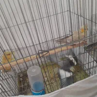 عروس هلندی|پرنده|بندرعباس, |دیوار