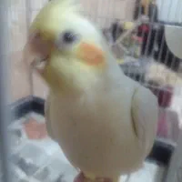 ۴عدد عروس هلندی با قفس...