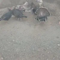 مرغ بوقلمون|حیوانات مزرعه|گلپایگان, |دیوار